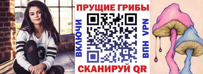 дарнет шоп  Владимир  Псилоцибиновые грибы GOLDEN TEACHER 